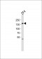 (DANRE) pkn2 Antibody  (N-term)